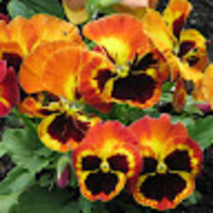 Meet your Posher, Cindi